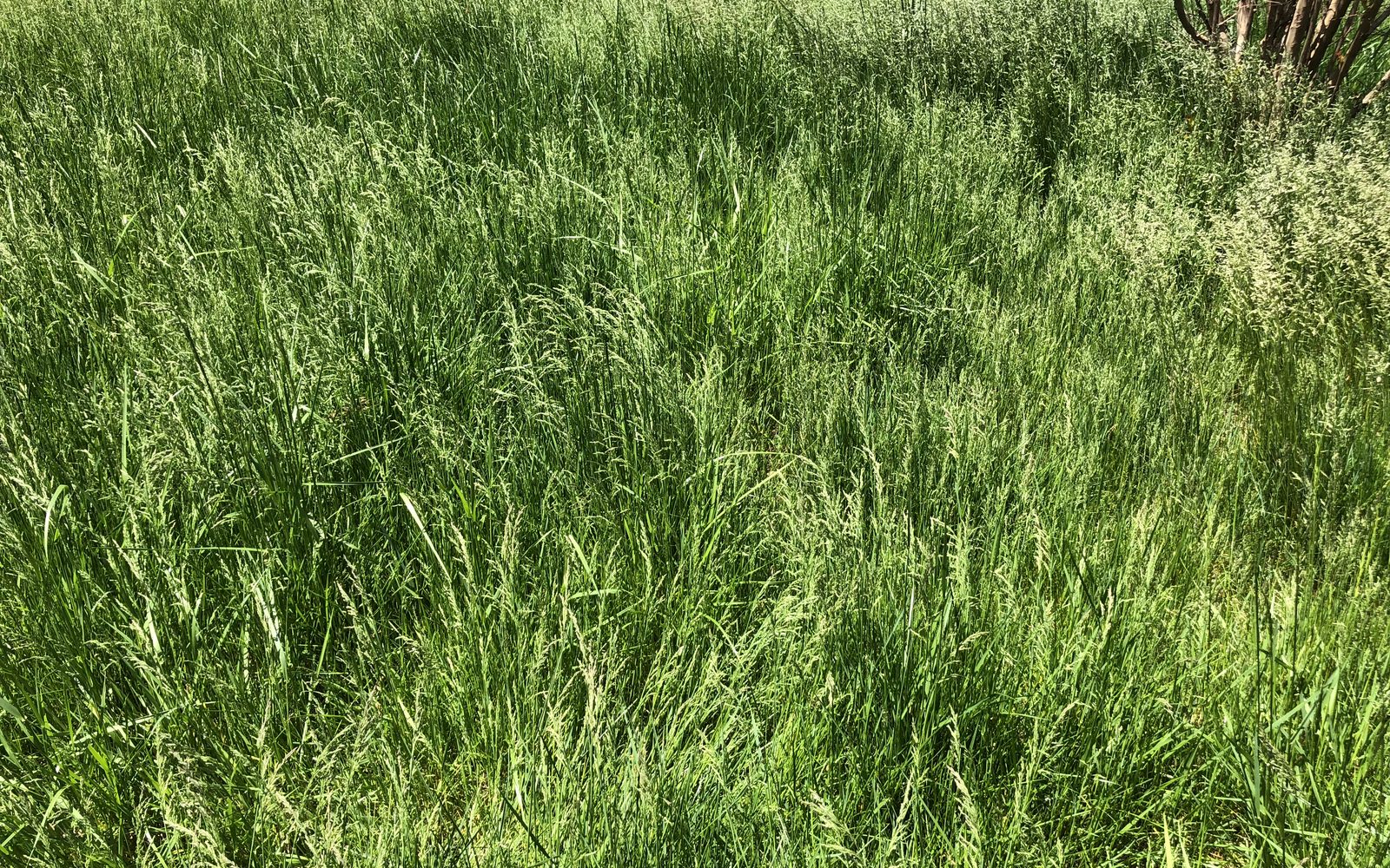 Overgrown lawn before service, tall grass and messy edges